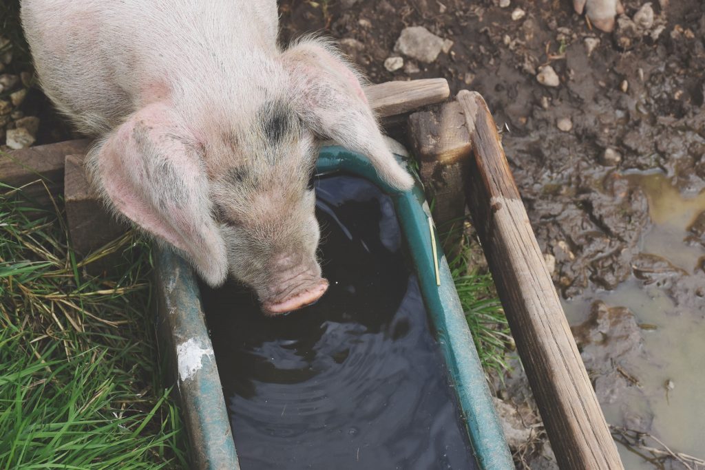 agricultural sector animal trough